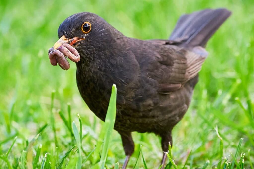 Are Birds Omnivores? (Which Birds, What Do They Eat?)