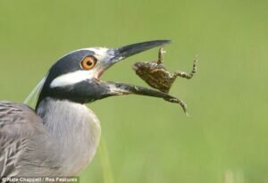 Do birds eat baby frogs?