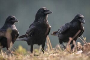 Collective nouns for a group of ravens