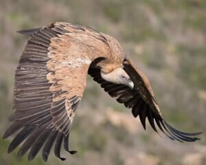 Griffon Vulture Breeding