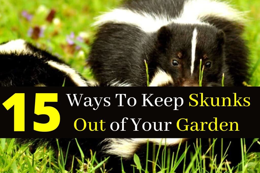 15 Ways To Keep Skunks Out of Your Garden Fast And Humanely