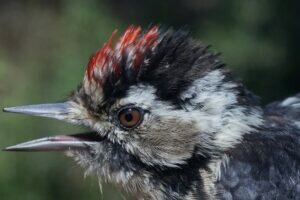 Lesser Spotted Woodpecker - Fact and Pictures