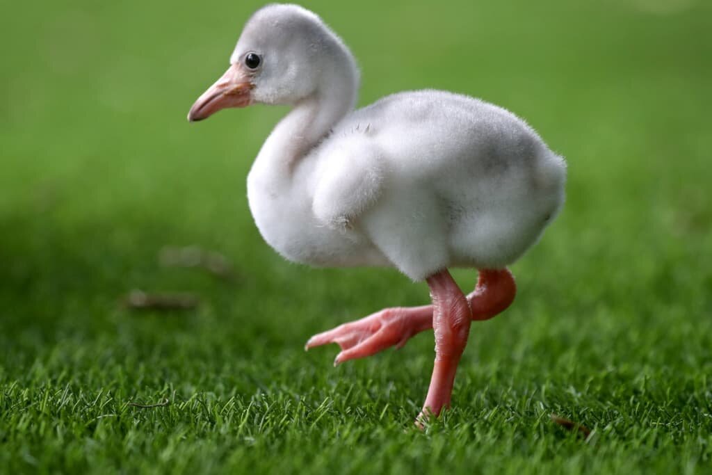 Baby Flamingos- All You Need To Know with Pictures