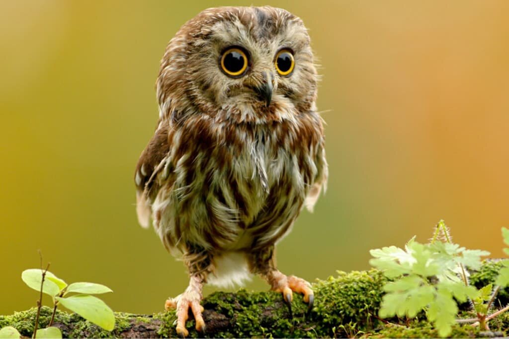 Baby Owls - All You Need to Know with Pictures