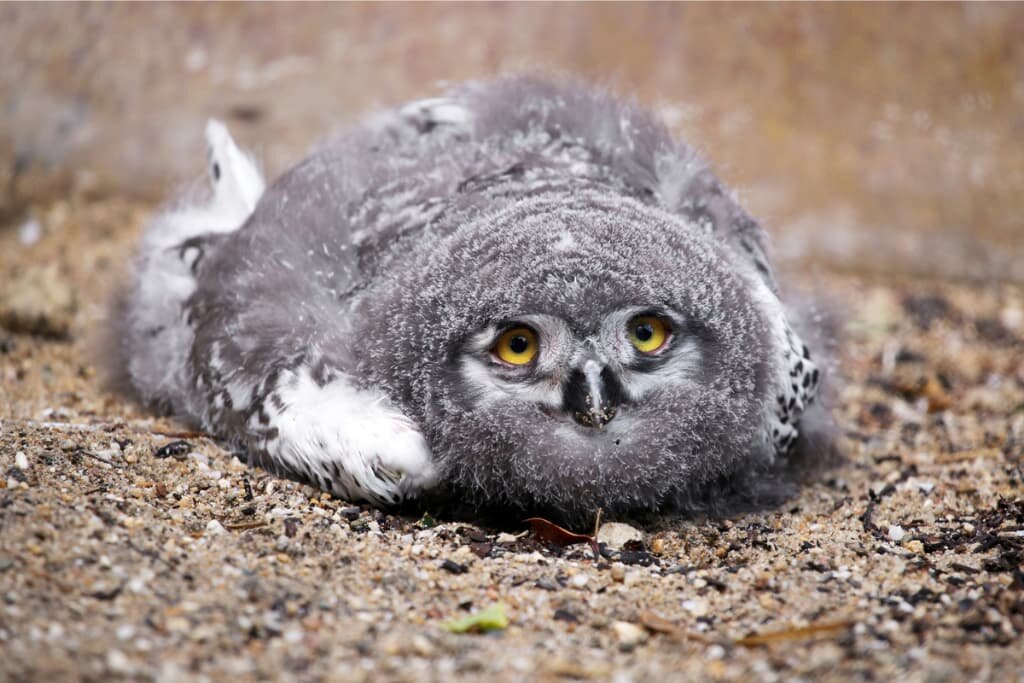 Baby Owl Sleeping Face Down On The Ground