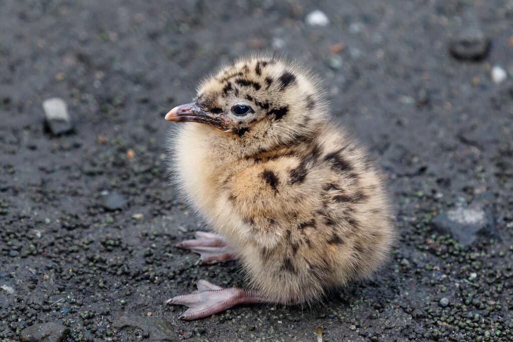 Baby Seagull - All You Need To Know with Pictures
