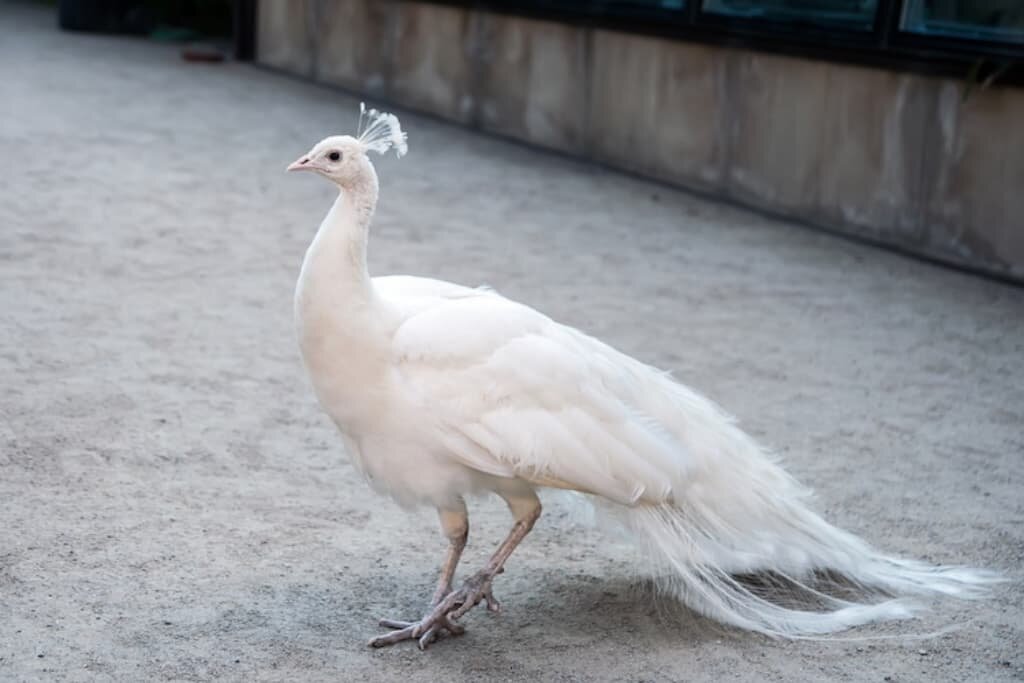 White Peacocks – All the Facts and Pictures