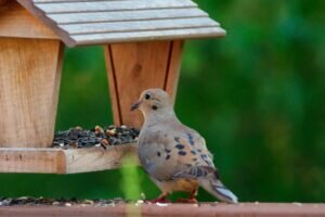 What Do Baby Mourning Doves Eat?