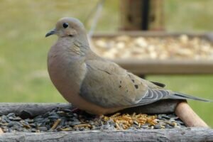 Do Mourning Doves Eat Sunflower Seeds?