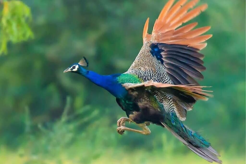 Can Peacocks Fly? Interesting Facts with Pictures