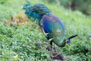 When do newborn peacocks learn to fly?