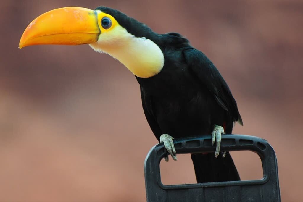Baby Toucan - Fun Facts with Pictures