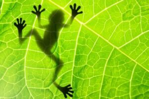 Frog Native American Symbolism