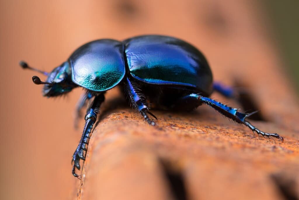 Beetle Symbolism and Meaning - Totem, Spirit & Omens