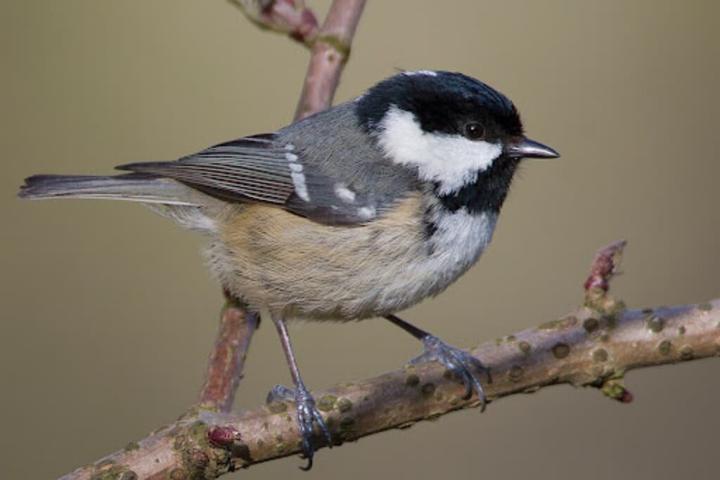 Coal Tit (Periparus ater) Facts- All You Need To Know with Pictures