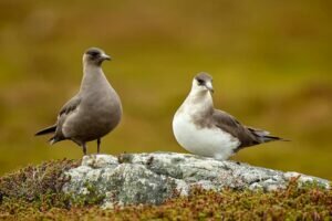 What is the appearance of an Arctic Skua?