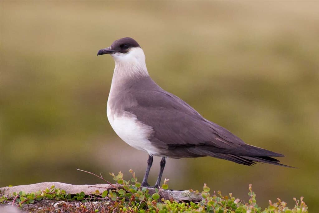 Arctic Skua (Stercorarius Parasiticus) - All You Need to Know