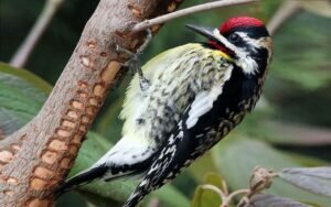 Yellow-bellied Sapsucker