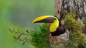 When do toucan babies leave the nest?
