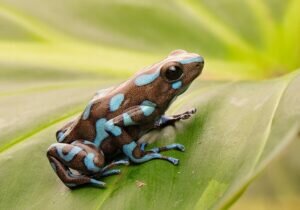 Frog Mythology And Folklore