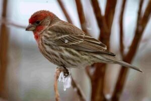 House Finch