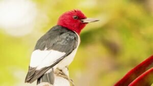 Red-headed Woodpecker
