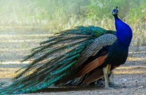 Do Peacocks Migrate?
