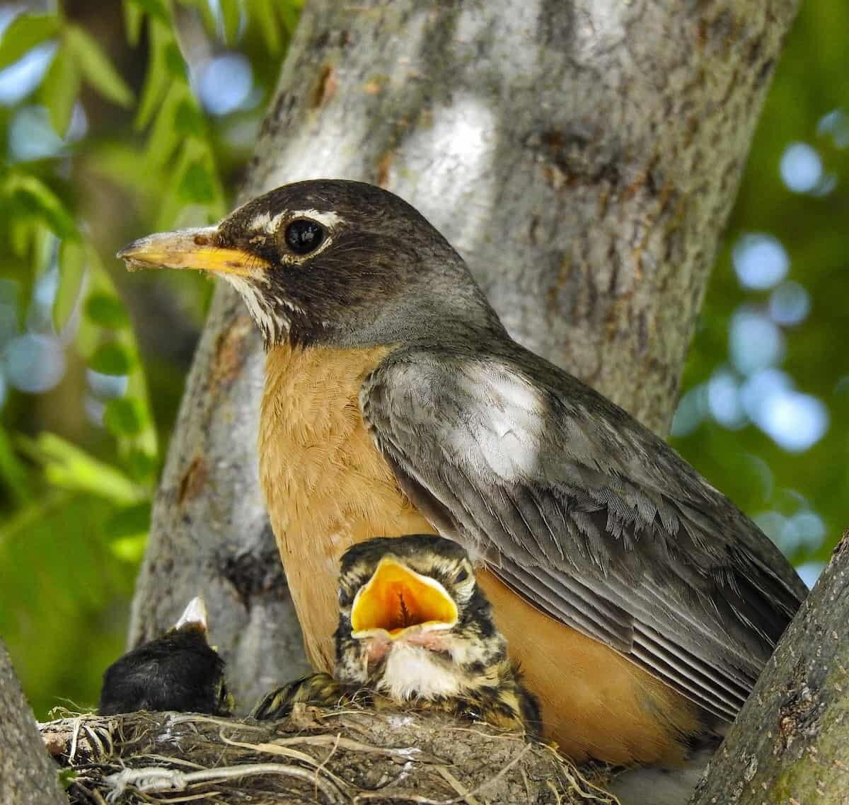Baby Robin – Facts and Pictures