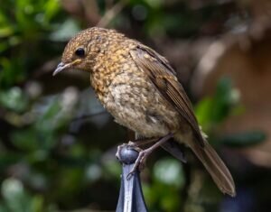 Baby Robin – Facts and Pictures