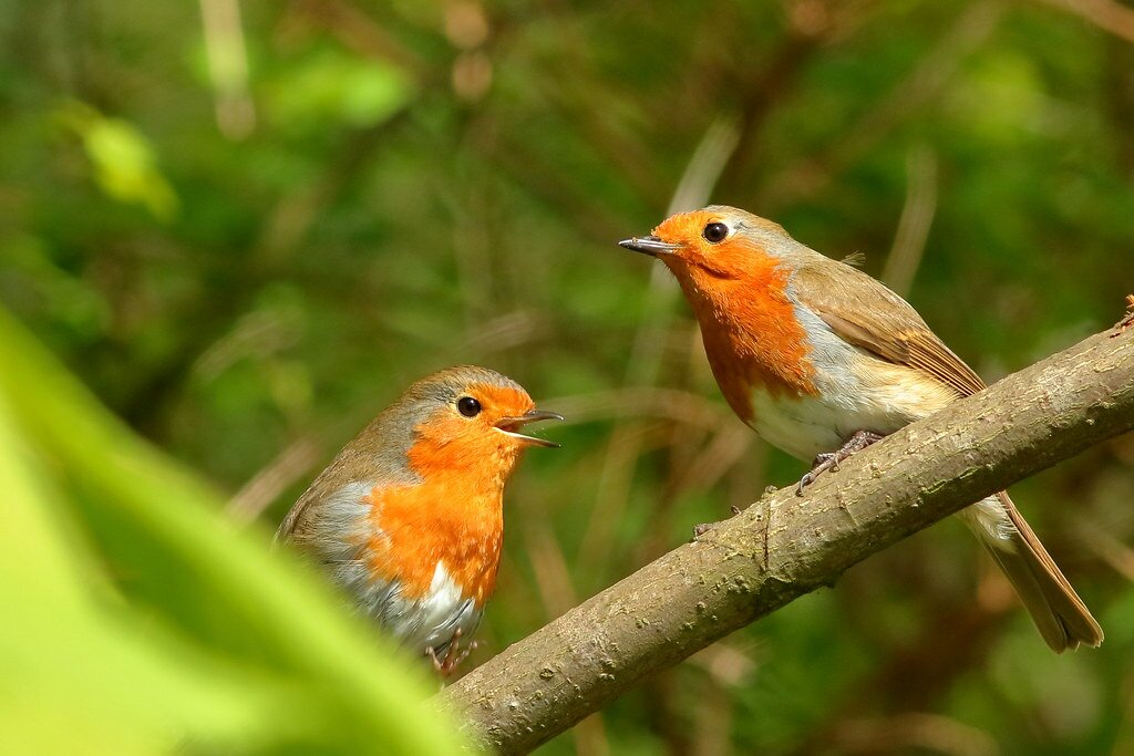 How to Identify a Male and Female Robins