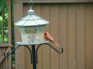 Cardinals are very territorial