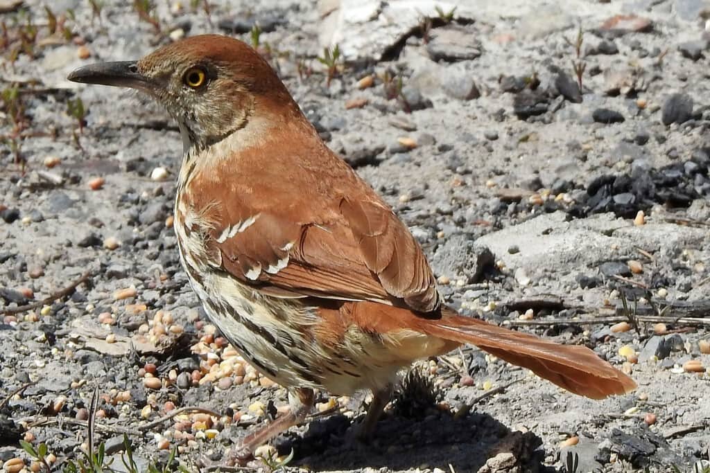 What is the State Bird of Georgia? Facts with Pictures