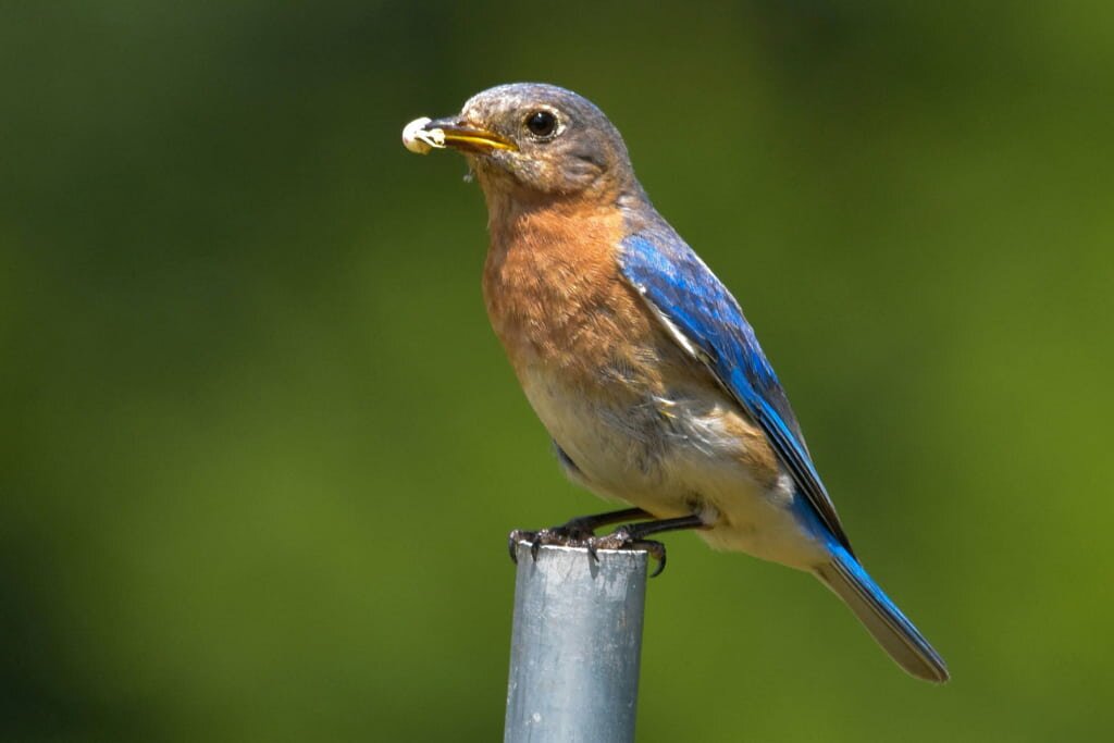 What is the State Bird of New York? (And Why with Pictures)