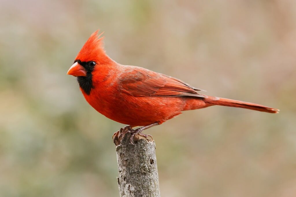 What is the State Bird of North Carolina? (And Why with Pictures)