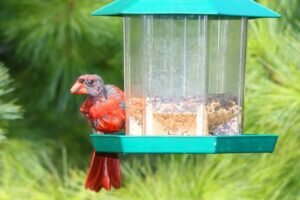 Some cardinals suffer from bird “baldness”