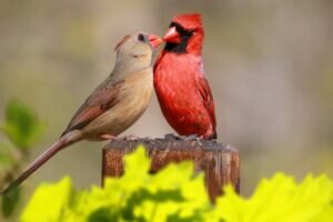 Cardinal Birds Kiss Very Often