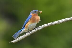 What kind of food do Eastern Bluebirds eat?