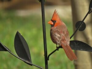 Cardinals were named after the Catholic Bishops