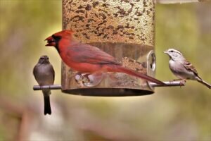 Cardinals can live up to 15 years