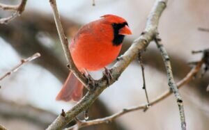 The Cardinal is a symbol of confidence and balance