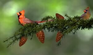 Male cardinals get their red feathers from food