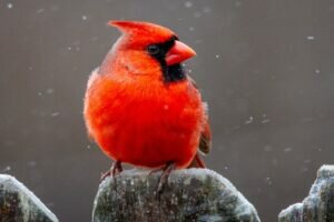 What is the State Bird of North Carolina? (And Why with Pictures)