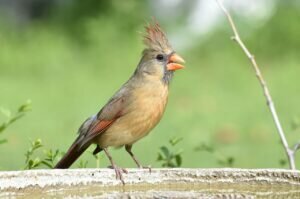 Female cardinals sing to tell the males when they need food