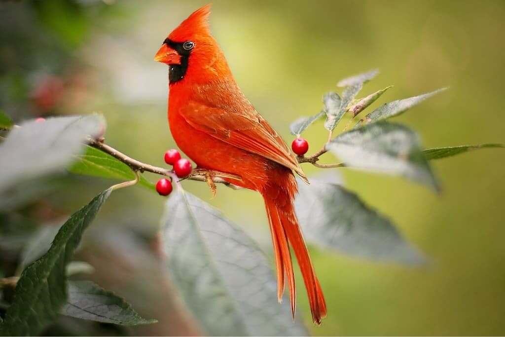 Cardinal Symbolism & Spiritual Meaning | Totem, Spirit & Omens