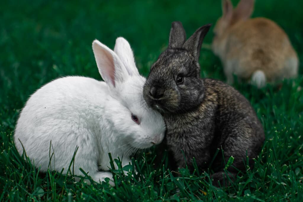 Rabbit Symbolism & Spiritual Meaning | Totem, Spirit & Omens