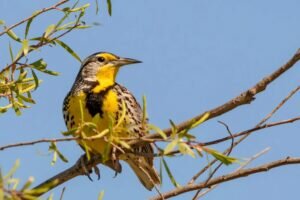 Do Western meadowlarks live in groups?