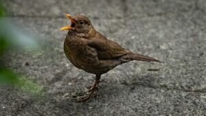 Beautiful female blackbird singing
