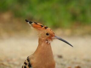 Why Hoopoe Bird beaks are black?