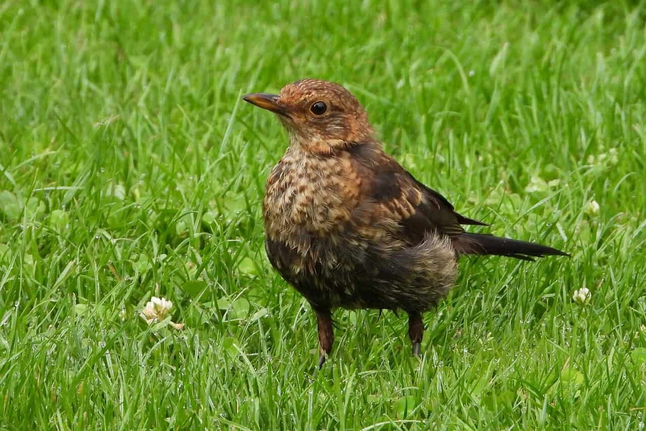Female Blackbirds - Identification, Facts (Complete Guide)
