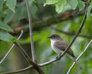Eastern Phoebe